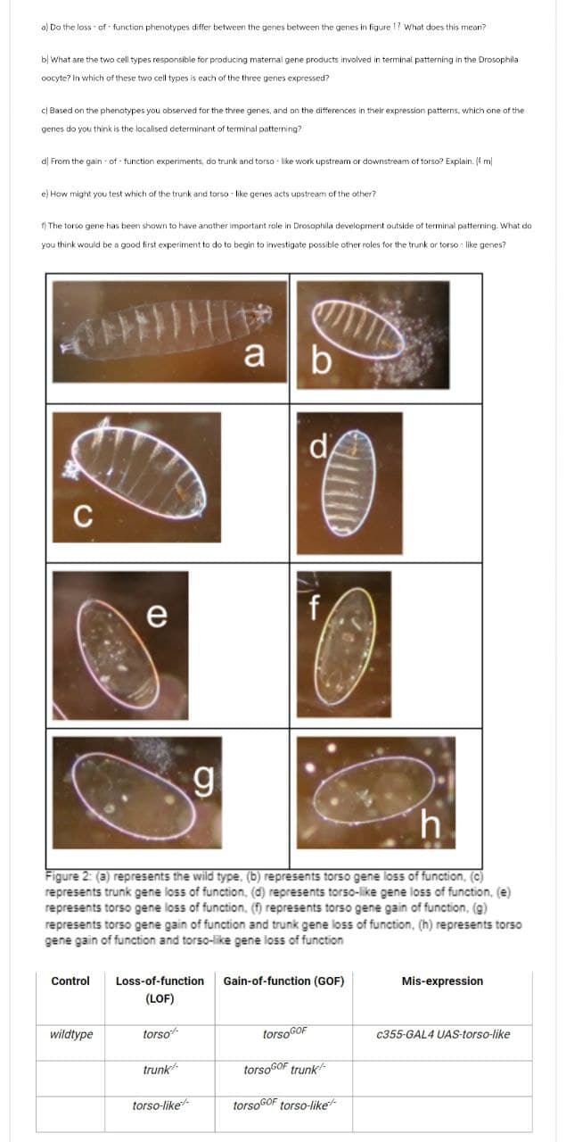 a) Do the loss of function phenotypes differ between the genes between the genes in figure 1? What does this mean?
b) What are the two cell types responsible for producing maternal gene products involved in terminal patterning in the Drosophila
cocyte? In which of these two cell types is each of the three genes expressed?
c) Based on the phenotypes you observed for the three genes, and on the differences in their expression patterns, which one of the
genes do you think is the localised determinant of terminal patterning?
d❘ From the gain-of-function experiments, do trunk and torso like work upstream or downstream of torso? Explain. (4 m
e) How might you test which of the trunk and torso-like genes acts upstream of the other?
f) The torso gene has been shown to have another important role in Drosophila development outside of terminal patterning. What do
you think would be a good first experiment to do to begin to investigate possible other roles for the trunk or torso - like genes?
C
a
b
d
e
CD
g
f
h
Figure 2: (a) represents the wild type, (b) represents torso gene loss of function, (c)
represents trunk gene loss of function, (d) represents torso-like gene loss of function, (e)
represents torso gene loss of function. (f) represents torso gene gain of function, (g)
represents torso gene gain of function and trunk gene loss of function, (h) represents torso
gene gain of function and torso-like gene loss of function
Control
Loss-of-function
(LOF)
Gain-of-function (GOF)
Mis-expression
wildtype
torso%
torso GOF
c355-GAL4 UAS-torso-like
trunk/
torso GOF trunk/
torso-like-
torso GOF torso-like-