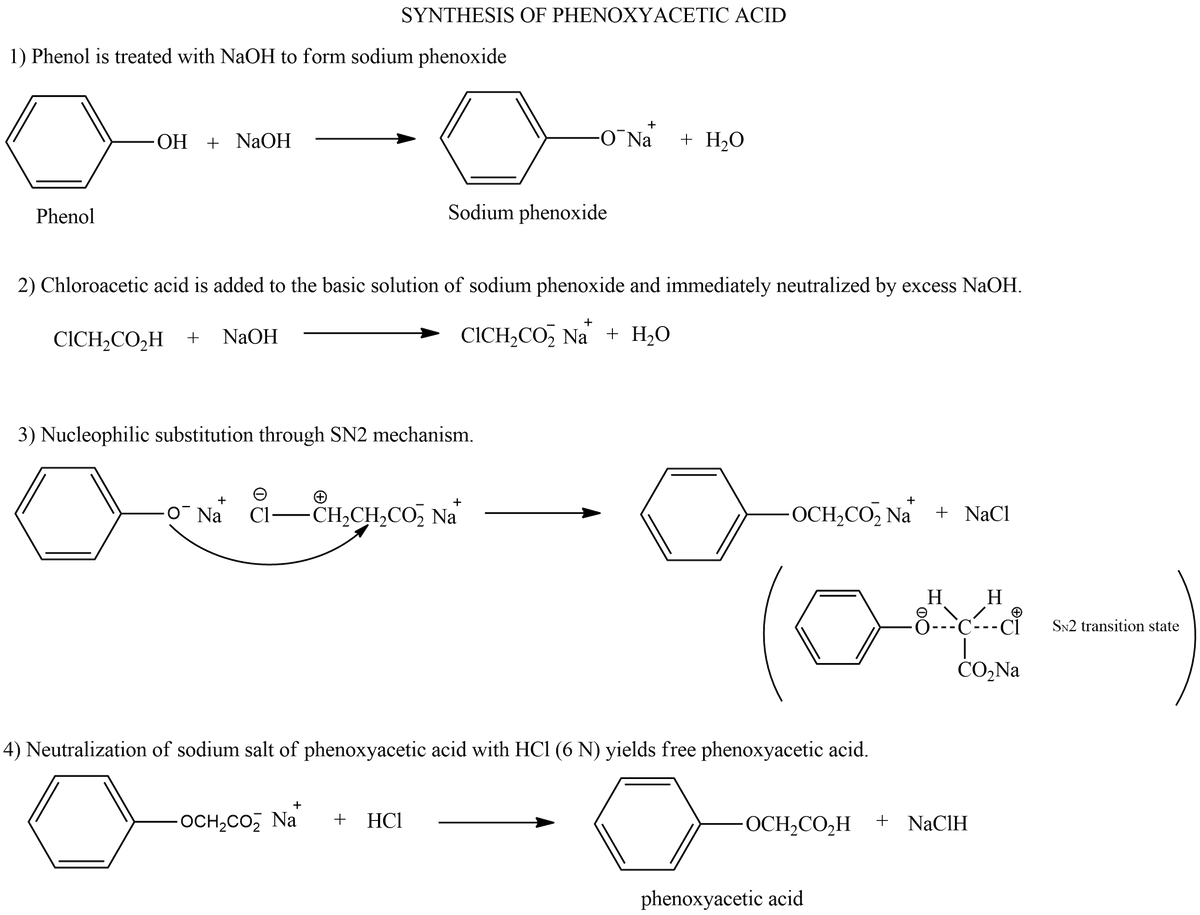 SYNTHESIS OF PHENOXYACETIC ACID
1) Phenol is treated with NaOH to form sodium phenoxide
+
OH + NaOH
-O¯Na + H₂O
Phenol
Sodium phenoxide
2) Chloroacetic acid is added to the basic solution of sodium phenoxide and immediately neutralized by excess NaOH.
+
CICH₂CO₂H + NaOH
CICH₂CO₂ Na + H₂O
3) Nucleophilic substitution through SN2 mechanism.
e
+
+
o Na CI-CH₂CH₂CO₂ Na
OCH₂CO₂ Na+ NaCl
H
H
-8---C---ci
CO₂Na
4) Neutralization of sodium salt of phenoxyacetic acid with HCl (6 N) yields free phenoxyacetic acid.
+
0
OCH₂CO₂ Na + HCl
o
+
OCH₂CO₂H + NaClH
phenoxyacetic acid
SN2 transition
state