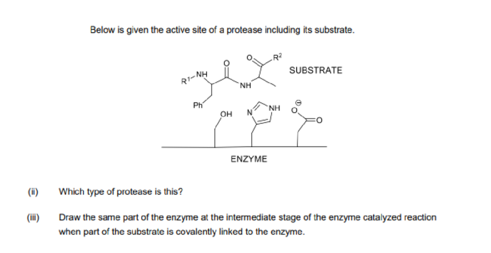 Below is given the active site of a protease including its substrate.
SUBSTRATE
R1-NH
NH
Ph
NH
OH
N
ENZYME
(i)
Which type of protease is this?
(ii)
Draw the same part of the enzyme at the intermediate stage of the enzyme catalyzed reaction
when part of the substrate is covalently linked to the enzyme.
