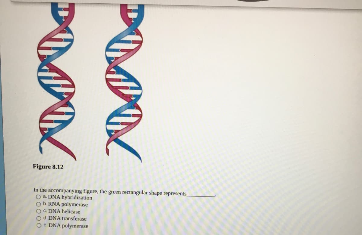 Figure 8.12
In the accompanying figure, the green rectangular shape represents_
O a. DNA hybridization
O b.RNA polymerase
O C. DNA helicase
d. DNA transferase
e. DNA polymerase
