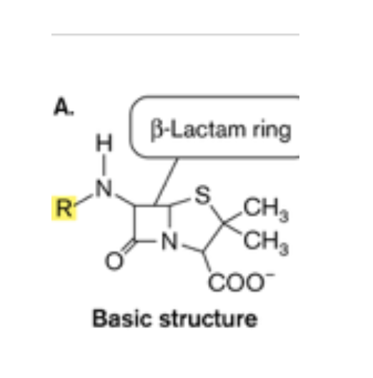 A.
B-Lactam ring
CH3
CH3
R
Basic structure
S,
エーZ
