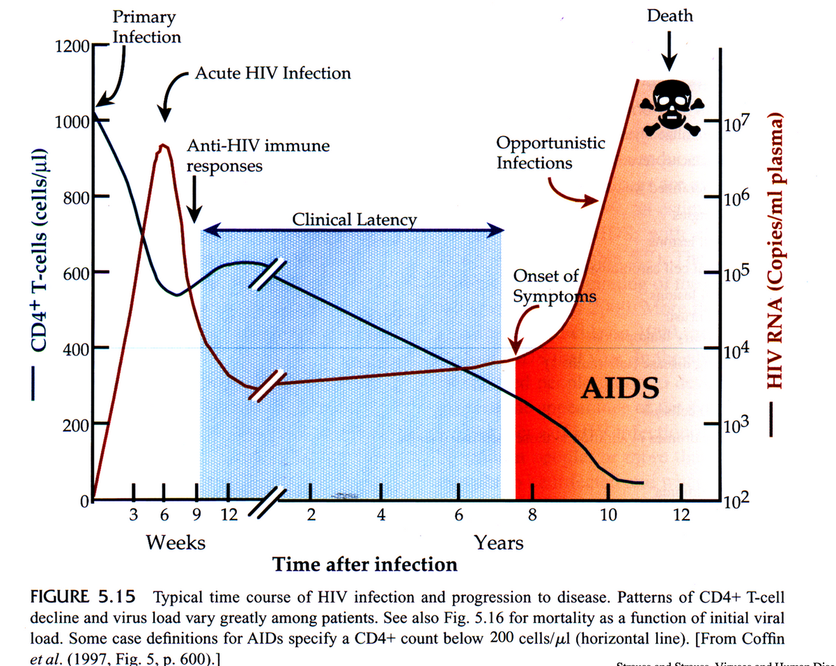 Primary
Infection
Death
1200
Acute HIV Infection
1000
107
Anti-HIV immune
Opportunistic
Infections
responses
800
Clinical Latency
106
600
Onset of
Symptoms
105
400-
104
AIDS
200
103
102
12
3
6
9
12
4
8
10
Weeks
Years
Time after infection
FIGURE 5.15 Typical time course of HIV infection and progression to disease. Patterns of CD4+ T-cell
decline and virus load vary greatly among patients. See also Fig. 5.16 for mortality as a function of initial viral
load. Some case definitions for AIDS specify a CD4+ count below 200 cells/µl (horizontal line). [From Coffin
et al. (1997, Fig. 5, p. 600).]
CD4+ T-cells (cells/ul)
HIV RNA (Copies/ml plasma)
