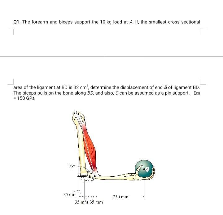 Q1. The forearm and biceps support the 10-kg load at A. If, the smallest cross sectional
area of the ligament at BD is 32 cm', determine the displacement of end Bof ligament BD.
The biceps pulls on the bone along BD, and also, C can be assumed as a pin support. EDB
= 150 GPa
75°
E-B
35 mm
230 mm
35 mín 35 mm
