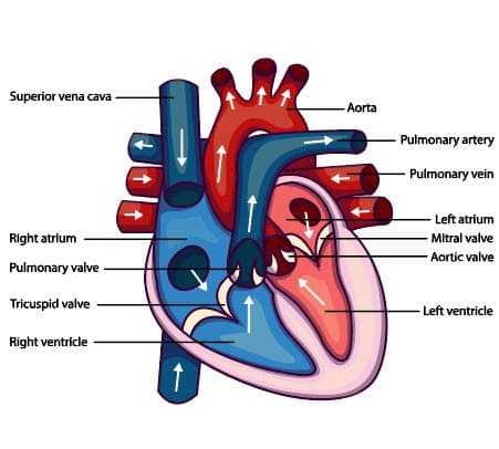 Superior vena cava
Right atrium
Pulmonary valve
Tricuspid valve
Right ventricle
+
↑
↑
Aorta
- Pulmonary artery
- Pulmonary vein
Left atrium
- Mitral valve
-Aortic valve
- Left ventricle