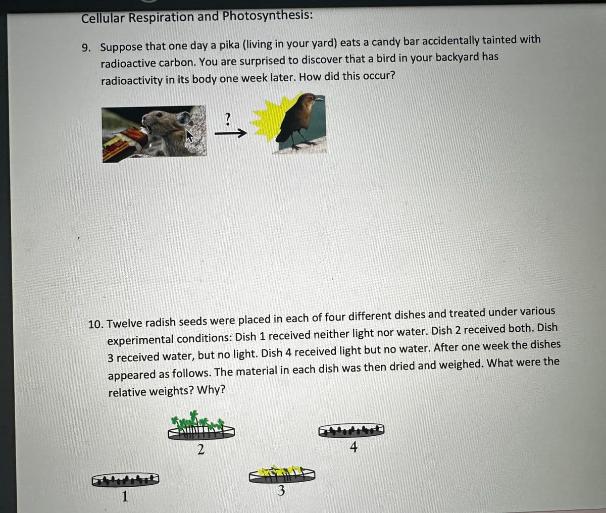 Cellular Respiration and Photosynthesis:
9. Suppose that one day a pika (living in your yard) eats a candy bar accidentally tainted with
radioactive carbon. You are surprised to discover that a bird in your backyard has
radioactivity in its body one week later. How did this occur?
10. Twelve radish seeds were placed in each of four different dishes and treated under various
experimental conditions: Dish 1 received neither light nor water. Dish 2 received both. Dish
3 received water, but no light. Dish 4 received light but no water. After one week the dishes
appeared as follows. The material in each dish was then dried and weighed. What were the
relative weights? Why?
1
?
2
3
4