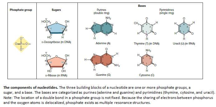 Bases
Phosphate group
Sugars
Purtnes
(double ring)
Pyrimidines
(single ring)
NH,
5'
носн,
Он
.O
CH
н
H.
но
н
O=P-0-
D-Deoxyribose (in DNA)
Adenine (A)
Thymine (T) (In DNA)
Uracil (U) (In RNA)
NH2
носн,
Он
Н.
41
н
NH2
но
он
D-Ribose (in RNA)
Guanine (G)
Cytosine (C)
The components of nucleotides. The three building blocks of a nucleotide are one or more phosphate groups, a
sugar, and a base. The bases are categorized as purines (adenine and guanine) and pyrimidines (thymine, cytosine, and uracil).
Note: The location of a double bond in a phosphate group is not fixed. Because the sharing of electrons between phosphorus
and the oxygen atoms is delocalized, phosphate exists as multiple resonance structures.
