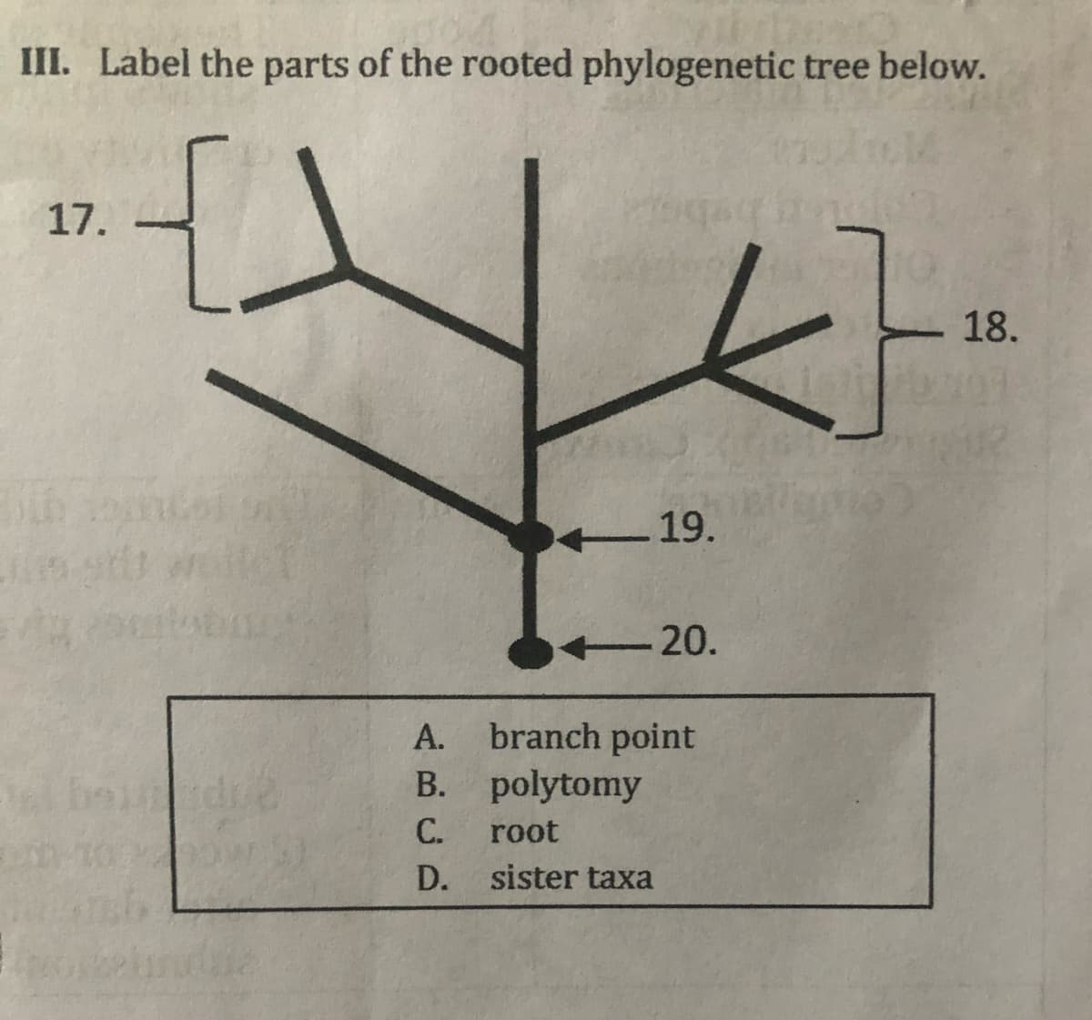 III. Label the parts of the rooted phylogenetic tree below.
17.
18.
19.
-20.
branch point
B. polytomy
А.
С.
root
D.
sister taxa
