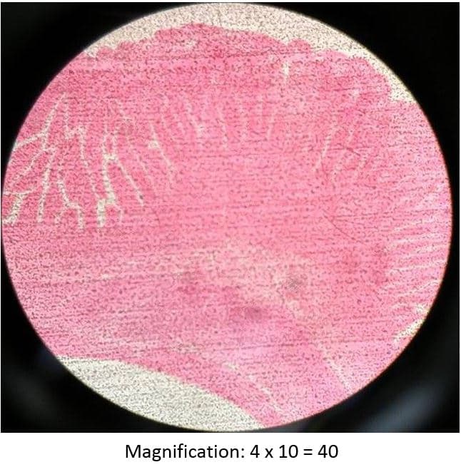 Magnification: 4 x 10 = 40
