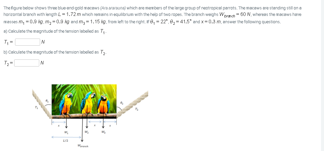 The figure below shows three blue-and-gold macaws (Ara ararauna) which are members of the large group of neotropical parrots. The macaws are standing still on a
horizontal branch with length L= 1.72 m which remains in equilibrium with the help of two ropes. The branch weighs Wprmch = 60 N, whereas the macaws have
masses m, = 0.9 kg, m, = 0.9 kg and m, = 1.15 kg, from left to the right. If 0, = 22°, 0, = 41.5° and x= 0.3 m, answer the following questions.
a) Calculate the magnitude of the tension labelled as T,
T, =
b) Calculate the magnitude of the tension labelled as T,.
T, =
W.
L/2
Woranch
