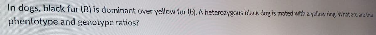 In dogs, black fur (B) is dominant over yellow fur (b). A heterozygous black dog is mated with a yellow dog. What are are the
phentotype and genotype ratios?
