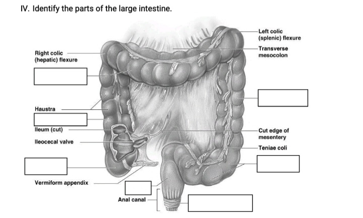 IV. Identify the parts of the large intestine.
-Left colic
(splenic) flexure
Right colic
(hepatic) flexure
-Transverse
mesocolon
Haustra
lleum (cut)
Cut edge of
mesentery
lleocecal valve
-Teniae coli
Vermiform appendix
Anal canal
