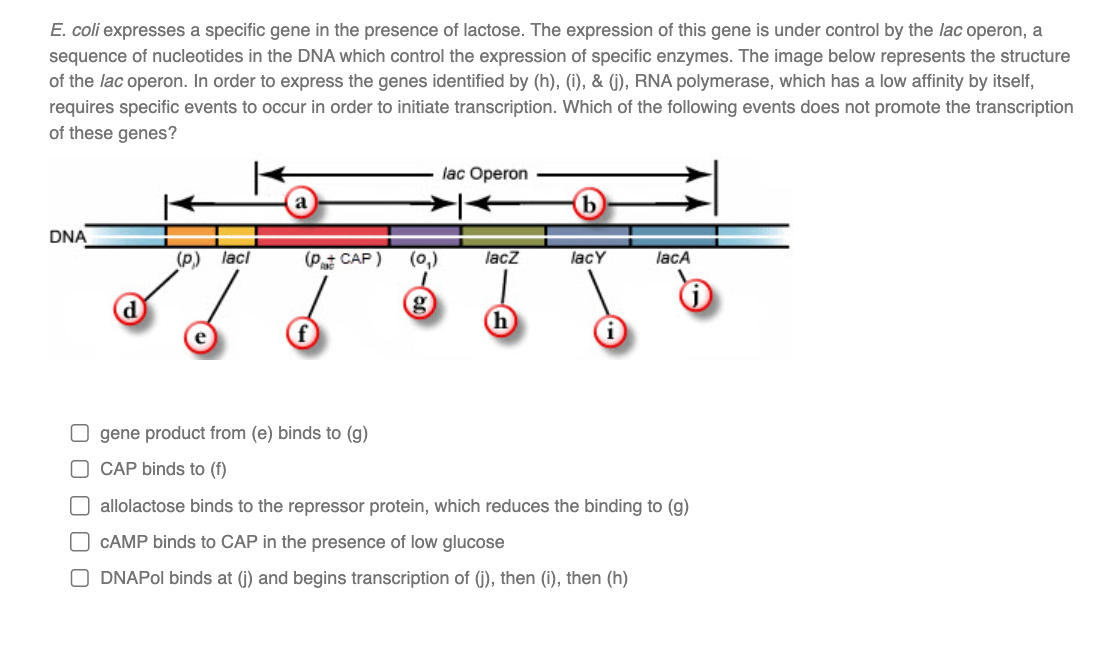 E. coli expresses a specific gene in the presence of lactose. The expression of this gene is under control by the lac operon, a
sequence of nucleotides in the DNA which control the expression of specific enzymes. The image below represents the structure
of the lac operon. In order to express the genes identified by (h), (i), & (j), RNA polymerase, which has a low affinity by itself,
requires specific events to occur in order to initiate transcription. Which of the following events does not promote the transcription
of these genes?
DNA
ܐ ܐ ܘ ܐ ܐܘ
(p) lacl
lac Operon
(P+ CAP) (0,₁) lacz
gene product from (e) binds to (g)
CAP binds to (f)
lacy
lacA
allolactose binds to the repressor protein, which reduces the binding to (g)
CAMP binds to CAP in the presence of low glucose
ODNAPol binds at (j) and begins transcription of (j), then (i), then (h)