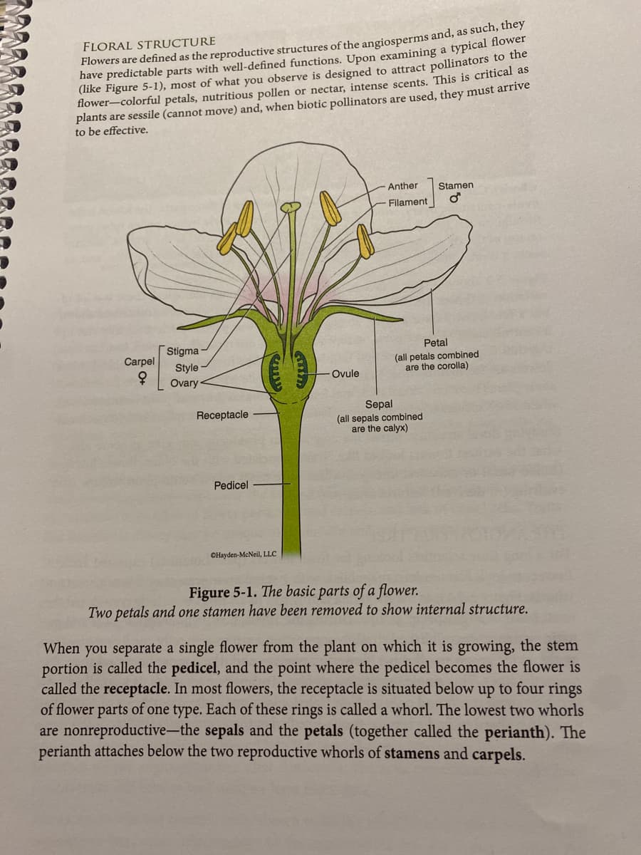 Flowers are defined as the reproductive structures of the angiosperms and, as such, they
have predictable parts with well-defined functions. Upon examining a typical nower
(like Figure 5-1), most of what you observe is designed to attract pollinators to the
flower-colorful petals, nutritious pollen or nectar, intense scents. This is critical as
plants are sessile (cannot move) and, when biotic pollinators are used, they must arrive
to be effective.
FLORAL STRUCTURE
Anther
Stamen
Filament
Stigma
Petal
(all petals combined
are the corolla)
Carpel
Style
Ovule
Ovary
Sepal
(all sepals combined
are the calyx)
Receptacle
Pedicel
CHayden-McNeil, LLC
Figure 5-1. The basic parts of a flower.
Two petals and one stamen have been removed to show internal structure.
When you separate a single flower from the plant on which it is growing, the stem
portion is called the pedicel, and the point where the pedicel becomes the flower is
called the receptacle. In most flowers, the receptacle is situated below up to four rings
of flower parts of one type. Each of these rings is called a whorl. The lowest two whorls
are nonreproductive-the sepals and the petals (together called the perianth). The
perianth attaches below the two reproductive whorls of stamens and carpels.
