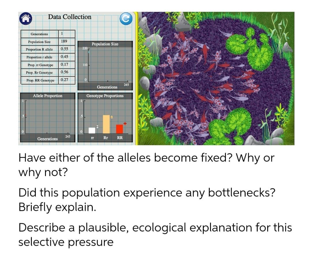 Data Collection
Generations
Population Size
189
Population Size
Proportion R allele
0.55
Proportion r allele
0.45
Prop. rr Genotype
0.17
110
Prop. Rr Genotype
0.56
Prop. RR Genotype
0.27
245
Generations
Allele Proportion
Genotype Proportions
245
Generations
Rr
RR
IT
Have either of the alleles become fixed? Why or
why not?
Did this population experience any bottlenecks?
Briefly explain.
Describe a plausible, ecological explanation for this
selective pressure
