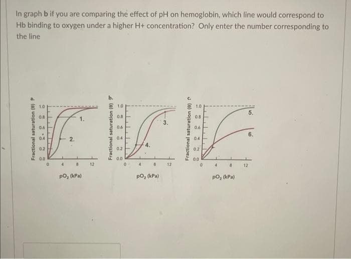 In graph b if you are comparing the effect of pH on hemoglobin, which line would correspond to
Hb binding to oxygen under a higher H+ concentration? Only enter the number corresponding to
the line
5.
0.8
0.8
0.8
0.6
0.6
0.6
6.
0.4
2.
0.4
0.4
4.
0.2
02
0.2
0.0
0.0
0.0
12
12
4.
12
po, (kPa)
po, (kPa)
po, (kPa)
