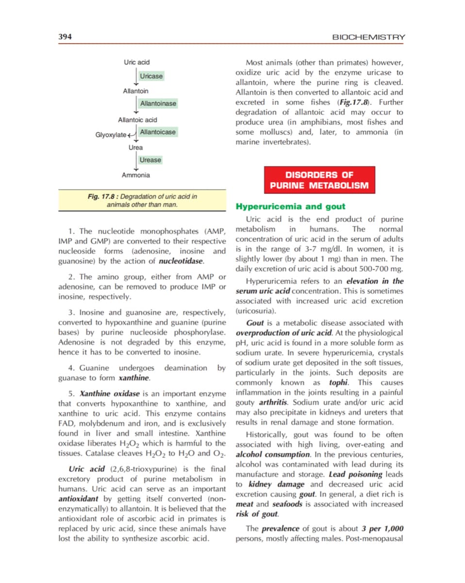 394
BIOCHEMISTRY
Uric acid
Most animals (other than primates) however,
oxidize uric acid by the enzyme uricase to
allantoin, where the purine ring is cleaved.
Allantoin is then converted to allantoic acid and
Uricase
Allantoin
excreted in some fishes (Fig.17.8). Further
degradation of allantoic acid may occur to
produce urea (in amphibians, most fishes and
some molluscs) and, later, to ammonia (in
marine invertebrates).
Allantoinase
Allantoic acid
Glyoxylate
Allantoicase
Urea
Urease
Ammonia
DISORDERS OF
PURINE METABOLISM
Fig. 17.8 : Degradation of uric acid in
animals other than man.
Hyperuricemia and gout
Uric acid is the end product of purine
humans.
1. The nucleotide monophosphates (AMP, metabolism
IMP and GMP) are converted to their respective concentration of uric acid in the serum of adults
nucleoside forms (adenosine, inosine and
guanosine) by the action of nucleotidase.
in
The
normal
is in the range of 3-7 mg/dl. In women, it is
slightly lower (by about 1 mg) than in men. The
daily excretion of uric acid is about 500-700 mg.
2. The amino group, either from AMP or
adenosine, can be removed to produce IMP or
inosine, respectively.
Hyperuricemia refers to an elevation in the
serum uric acid concentration. This is sometimes
associated with increased uric acid excretion
3. Inosine and guanosine are, respectively, (uricosuria).
converted to hypoxanthine and guanine (purine
bases) by purine nucleoside phosphorylase. overproduction of uric acid. At the physiological
Adenosine is not degraded by this enzyme, pH, uric acid is found in a more soluble form as
Gout is a metabolic disease associated with
sodium urate. In severe hyperuricemia, crystals
of sodium urate get deposited in the soft tissues,
hence it has to be converted to inosine.
4. Guanine undergoes deamination by particularly in the joints. Such deposits are
guanase to form xanthine.
commonly known as tophi. This causes
5. Xanthine oxidase is an important enzyme inflammation in the joints resulting in a painful
that converts hypoxanthine to xanthine, and gouty arthritis. Sodium urate and/or uric acid
xanthine to uric acid. This enzyme contains may also precipitate in kidneys and ureters that
FAD, molybdenum and iron, and is exclusively results in renal damage and stone formation.
Historically, gout was found to be often
associated with high living, over-eating and
tissues. Catalase cleaves H2O2 to H2O and O2. alcohol consumption. In the previous centuries,
found in liver and small intestine. Xanthine
oxidase liberates H,O2 which is harmful to the
Uric acid (2,6,8-trioxypurine) is the final alcohol was contaminated with lead during its
excretory product of purine metabolism in
humans. Uric acid can serve as an important
antioxidant by getting itself converted (non- excretion causing gout. In general, a diet rich is
enzymatically) to allantoin. It is believed that the
antioxidant role of ascorbic acid in primates is
replaced by uric acid, since these animals have
lost the ability to synthesize ascorbic acid.
manufacture and storage. Lead poisoning leads
to kidney damage and decreased uric acid
meat and seafoods is associated with increased
risk of gout.
The prevalence of gout is about 3 per 1,000
persons, mostly affecting males. Post-menopausal
