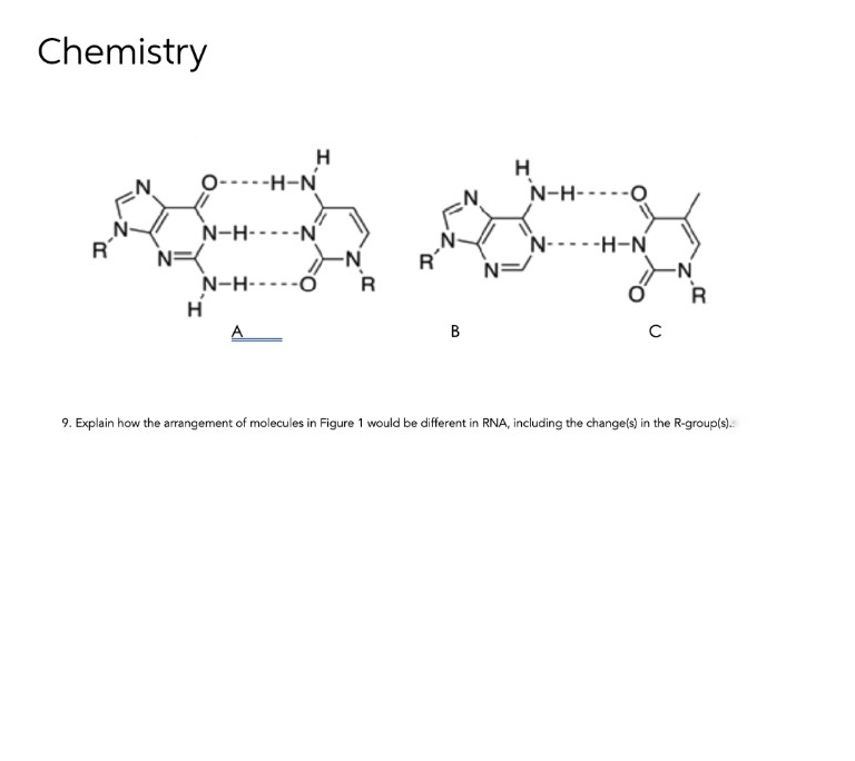 Chemistry
H
--H-N
H
N-H-----O
'N'
N-H-----N
N=
N-H-----ố
H
R'
N-----H-N
-N-
R'
R
R
A
B
9. Explain how the arrangement of molecules in Figure 1 would be different in RNA, including the change(s) in the R-groupls).
