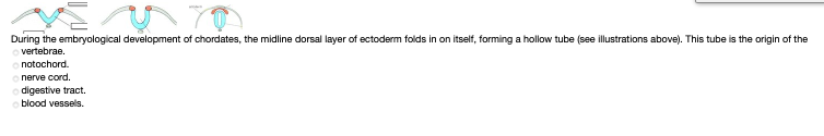 During the embryological development of chordates, the midline dorsal layer of ectoderm folds in on itself, forming a hollow tube (see illustrations above). This tube is the origin of the
vertebrae.
notochord.
nerve cord.
digestive tract.
blood vessels.
