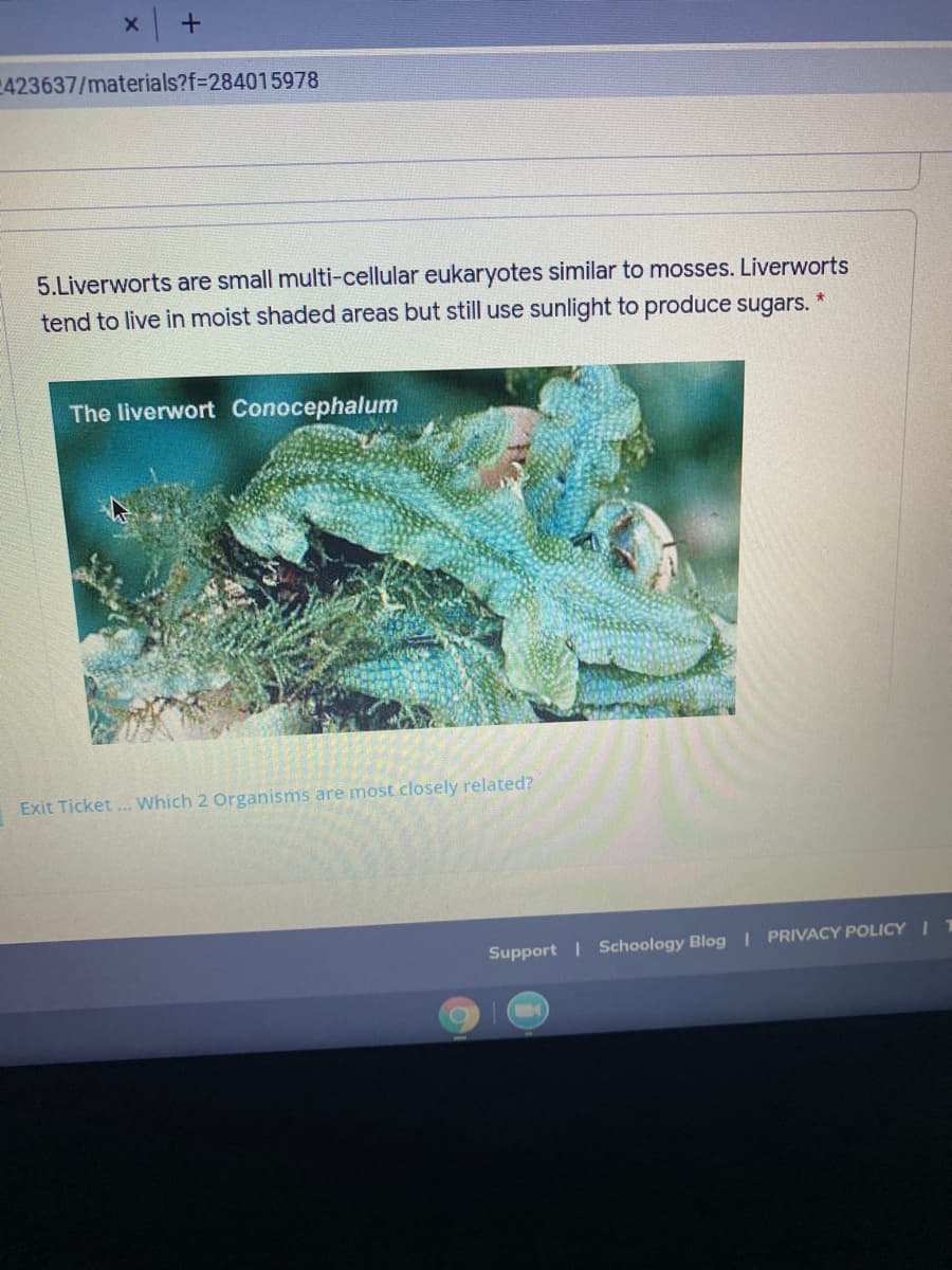 5.Liverworts are small multi-cellular eukaryotes similar to mosses. Liverworts
tend to live in moist shaded areas but still use sunlight to produce sugars.
The liverwort Conocephalum
Exit Ticket .. Which 2 Organisms are most closely related?
