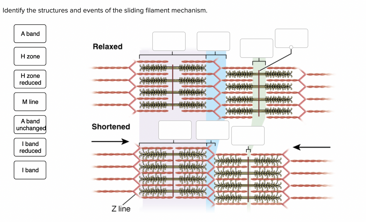 Identify the structures and events of the sliding filament mechanism.
A band
H zone
H zone
reduced
M line
A band
unchanged
I band
reduced
I band
Relaxed
Shortened
Z line
LIGIRALEIL
stus tibi 00
LIAALS00
aluaci
90.294
maak
to
a
d'
Q
COM
20240
அதற்
A
COM
me
000