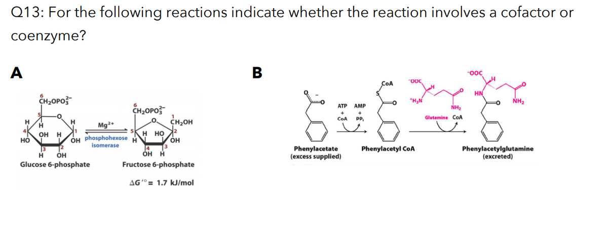 Q13: For the following reactions indicate whether the reaction involves a cofactor or
coenzyme?
A
В
COA
HN
CH2OPO3
*H,N
NH2
CH2OPO
CH,OH
ATP
AMP
NH2
CoA
P.
Glutamine CoA
H
Mg2+
н но
он
OH
H
OH Phosphohexose
12
но
isomerase
3
Phenylacetate
(excess supplied)
Phenylacetyl CoA
OH H
Phenylacetylglutamine
(excreted)
Glucose 6-phosphate
Fructose 6-phosphate
AGº= 1.7 kJ/mol
