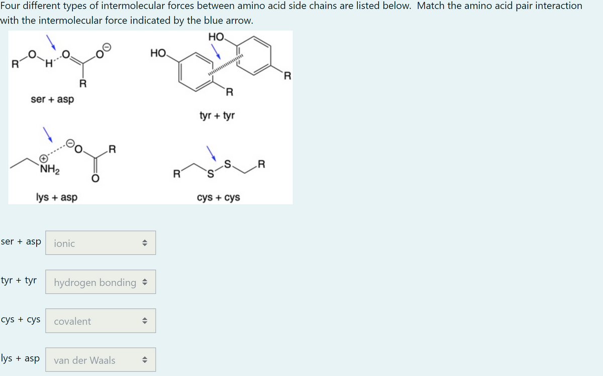 Four different types of intermolecular forces between amino acid side chains are listed below. Match the amino acid pair interaction
with the intermolecular force indicated by the blue arrow.
HO.
Но.
RT
`R
`R
ser + asp
tyr + tyr
.R
.S.
.R
`NH2
lys + asp
cys + cys
ser + asp ionic
tyr + tyr
hydrogen bonding +
сys + сys
covalent
lys + asp
van der Waals
