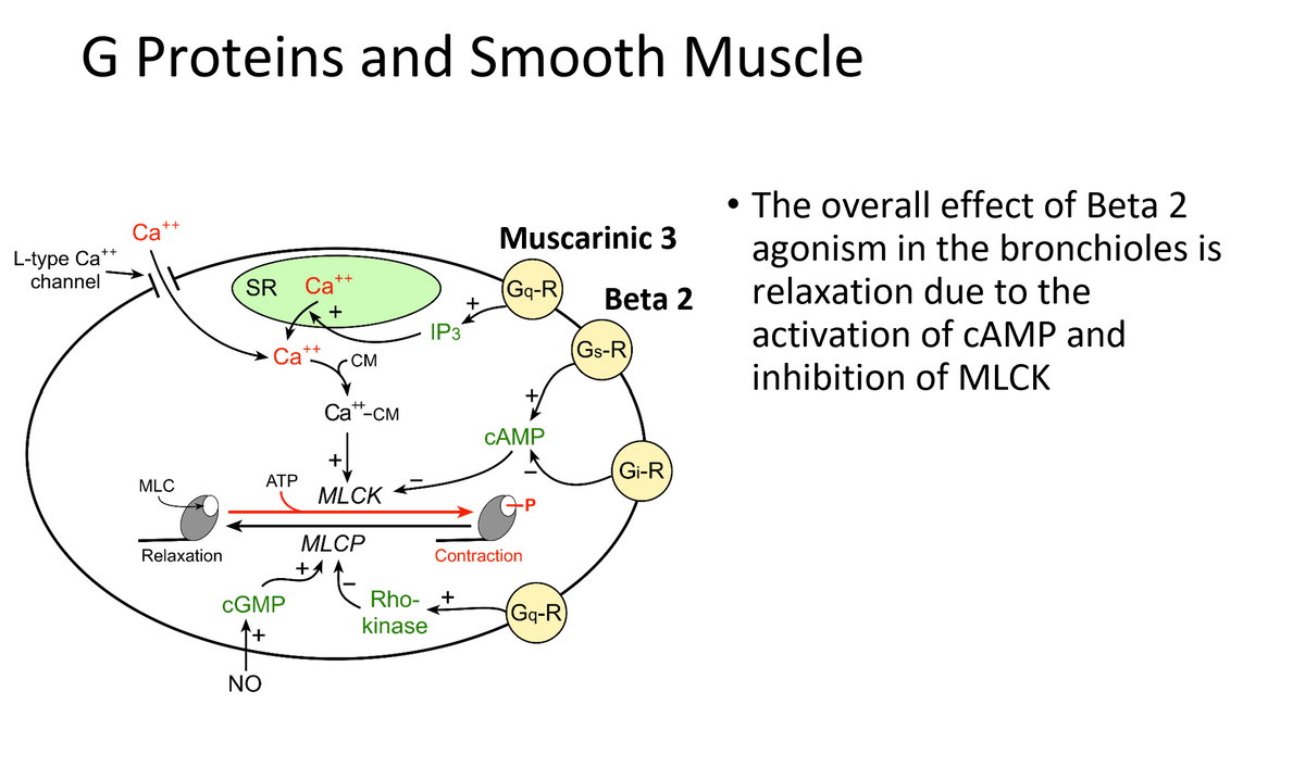 G Proteins and Smooth Muscle
Са
L-type Ca**
channel
• The overall effect of Beta 2
agonism in the bronchioles is
relaxation due to the
++
Muscarinic 3
SR
Ca++
(Gq-R)
Beta 2
IP3
activation of CAMP and
Ca*
(Gs-R)
CM
inhibition of MLCK
Са"-см
CAMP
Gi-R
MLC
АТР
MLCK
MLCP
Relaxation
Contraction
CGMP
Rho-
+
(Gq-R
kinase
NO
