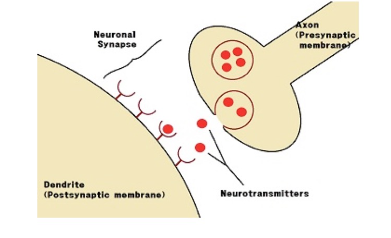 Axon
(Presynaptic
membrangt
Neuronal
Synapse
Dendrite
(Postsynaptic membrane)
Neurotransmitters
