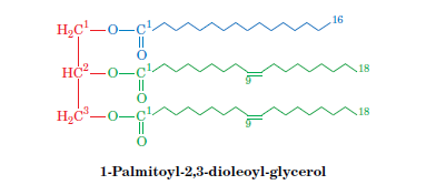 16
H,c'-o-ç'.
||
HC-0-
||
18
H,c-o-ç
18
1-Palmitoyl-2,3-dioleoyl-glycerol
