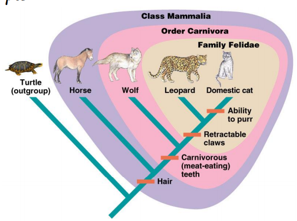 Class Mammalia
Order Carnivora
Family Felidae
Turtle
(outgroup)
Horse
Wolf
Leopard Domestic cat
Ability
to purr
Retractable
claws
Carnivorous
(meat-eating)
teeth
Hair
