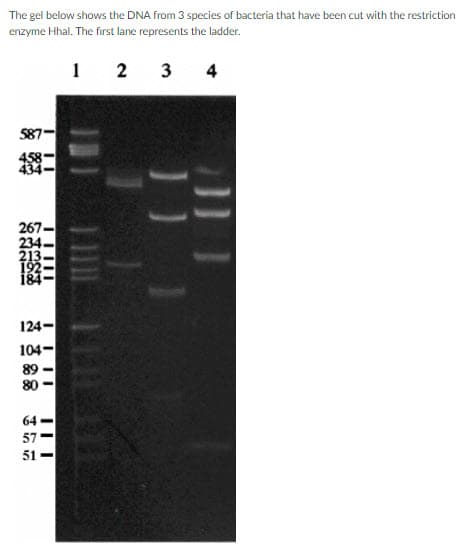 The gel below shows the DNA from 3 species of bacteria that have been cut with the restriction
enzyme Hhal. The first lane represents the ladder.
1 2 3 4
587
267-
234
213
192
124-
104-
89
80
64
57
51
2211
