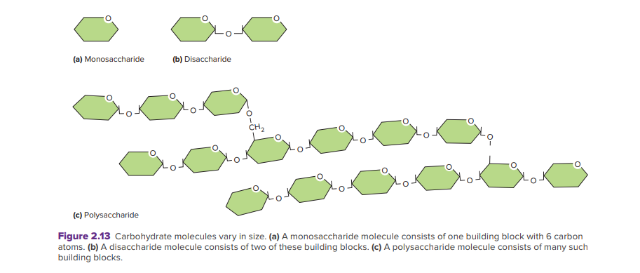 (a) Monosaccharide
(b) Disaccharide
CH2
(c) Polysaccharide
Figure 2.13 Carbohydrate molecules vary in size. (a) A monosaccharide molecule consists of one building block with 6 carbon
atoms. (b) A disaccharide molecule consists of two of these building blocks. (c) A polysaccharide molecule consists of many such
building blocks.
