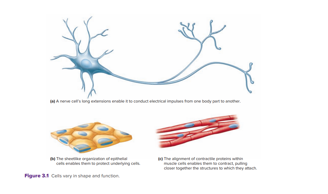 (a) A nerve cell's long extensions enable it to conduct electrical impulses from one body part to another.
(b) The sheetlike organization of epithelial
cells enables them to protect underlying cells.
(c) The alignment of contractile proteins within
muscle cells enables them to contract, pulling
closer together the structures to which they attach.
Figure 3.1 Cells vary in shape and function.
