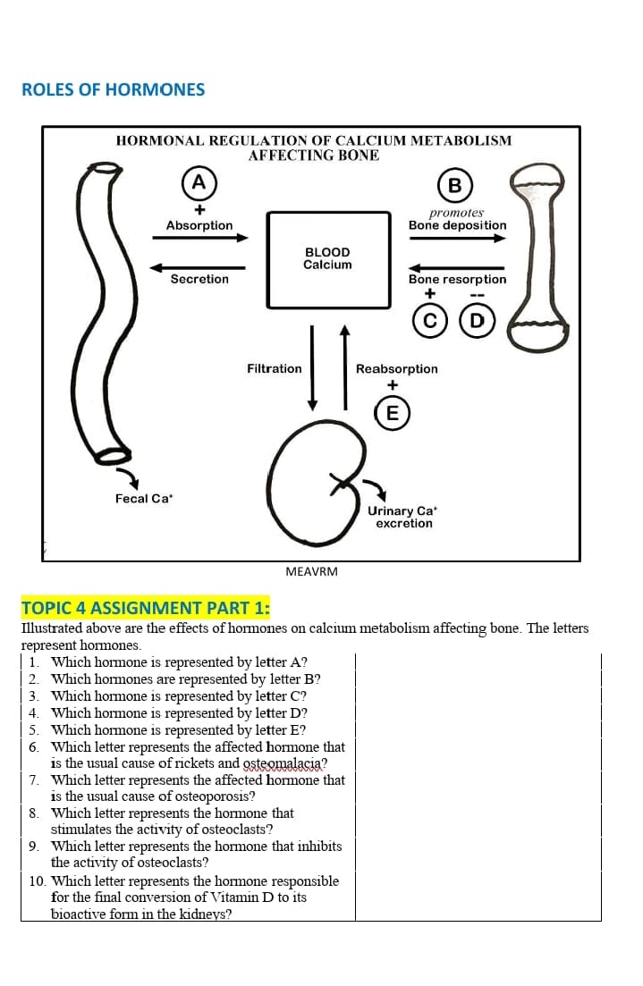 ROLES OF HORMONES
HORMONAL REGULATION OF CALCIUM METABOLISM
A
+
Absorption
AFFECTING BONE
B
promotes
Bone deposition
BLOOD
Calcium
Secretion
Bone resorption
C
D
Fecal Ca*
Filtration
Reabsorption
+
B
E
Urinary Ca'
excretion
MEAVRM
TOPIC 4 ASSIGNMENT PART 1:
Illustrated above are the effects of hormones on calcium metabolism affecting bone. The letters
represent hormones.
1. Which hormone is represented by letter A?
2. Which hormones are represented by letter B?
3. Which hormone is represented by letter C?
4. Which hormone is represented by letter D?
5. Which hormone is represented by letter E?
6. Which letter represents the affected hormone that
is the usual cause of rickets and osteomalacia?
7. Which letter represents the affected hormone that
is the usual cause of osteoporosis?
8. Which letter represents the hormone that
stimulates the activity of osteoclasts?
9. Which letter represents the hormone that inhibits
the activity of osteoclasts?
10. Which letter represents the hormone responsible
for the final conversion of Vitamin D to its
bioactive form in the kidneys?