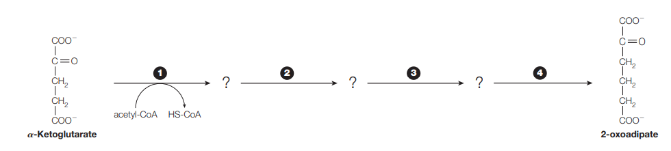 acetyl-CoA HS-COA
a-Ketoglutarate
