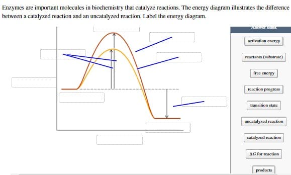 Enzymes are important molecules in biochemistry that catalyze reactions. The energy diagram illustrates the difference
between a catalyzed reaction and an uncatalyzed reaction. Label the energy diagram.
Answer Bank
activation energy
reactants (substrate)
free energy
reaction progress
transition state
uncatalyzed reaction
catalyzed reaction
AG for reaction
products