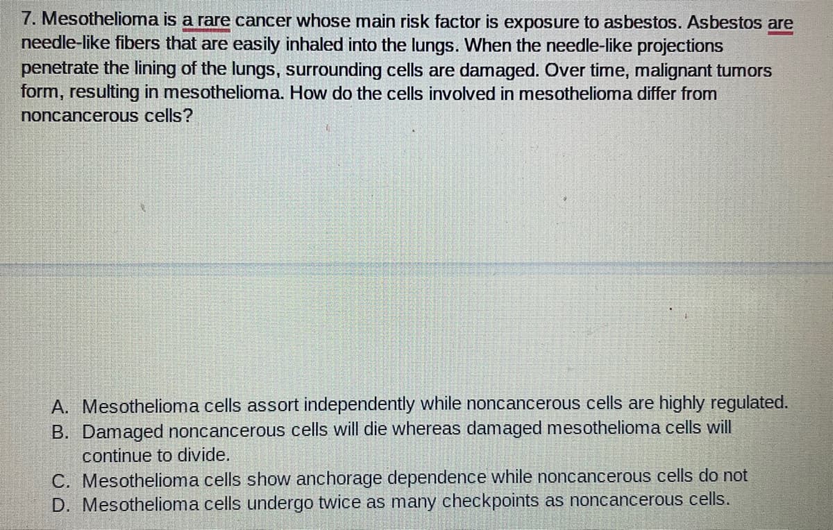 7. Mesothelioma is a rare cancer whose main risk factor is exposure to asbestos. Asbestos are
needle-like fibers that are easily inhaled into the lungs. When the needle-like projections
penetrate the lining of the lungs, surrounding cells are damaged. Over time, malignant tumors
form, resulting in mesothelioma. How do the cells involved in mesothelioma differ from
noncancerous cells?
A. Mesothelioma cells assort independently while noncancerous cells are highly regulated.
B. Damaged noncancerous cells will die whereas damaged mesothelioma cells will
continue to divide.
C. Mesothelioma cells show anchorage dependence while noncancerous cells do not
D. Mesothelioma cells undergo twice as many checkpoints as noncancerous cells.
