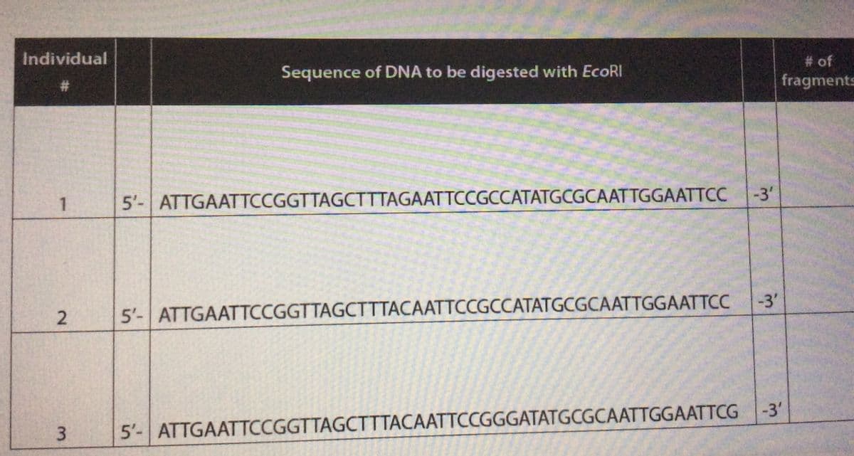 Individual
# of
fragments
Sequence of DNA to be digested with EcoRI
#3
-3'
1
5'-ATTGAATTCCGGTTAGCTTTAGAATTCCGCCATATGCGCAATTGGAATTCC
-3'
5'- ATTGAATTCCGGTTAGCTTTACAATTCCGCCATATGCGCAATTGGAATTCC
3
5'- ATTGAATTCCGGTTAGCTTTACAATTCCGGGATATGCGCAATTGGAATTCG -3'
2.
