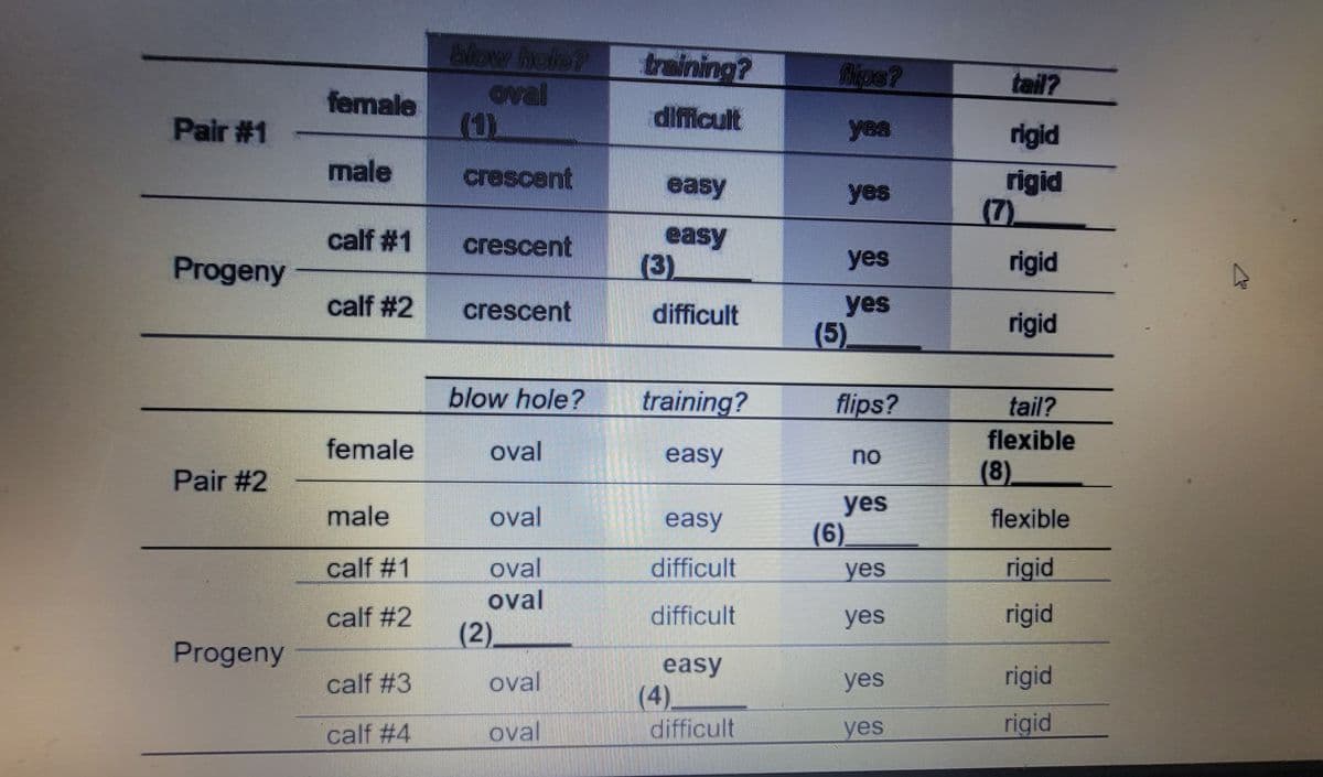 ## Genetics and Behavioral Traits Chart

The following chart presents data on genetics and behavior in a study involving two pairs of animals and their progeny. This information can help students understand inheritance patterns and potential phenotype correlations. The chart is divided into sections for each pair of animals, detailing their traits and the observed traits in their offspring (progeny). 

### Pair #1
| Trait       | Female         | Male           | Calf #1        | Calf #2        |
|-------------|----------------|----------------|----------------|----------------|
| **Blow hole** | Oval (1)      | Crescent       | Crescent       | Crescent       |
| **Training** | Difficult      | Easy           | Easy (3)       | Difficult      |
| **Flips?**   | Yes            | Yes            | Yes            | Yes (5)        |
| **Tail?**    | Rigid          | Rigid (7)      | Rigid          | Rigid          |

### Pair #2
| Trait       | Female         | Male           | Calf #1        | Calf #2        | Calf #3        | Calf #4        |
|-------------|----------------|----------------|----------------|----------------|----------------|----------------|
| **Blow hole** | Oval          | Oval           | Oval           | Oval (2)       | Oval           | Oval           |
| **Training** | Easy           | Easy (6)       | Difficult      | Difficult      | Easy           | Difficult      |
| **Flips?**   | No             | Yes            | Yes            | Yes            | Yes            | Yes            |
| **Tail?**    | Flexible (8)   | Flexible       | Rigid          | Rigid          | Rigid          | Rigid          |

### Analysis
- **Blow Hole Shape:** The shape of the blow hole is either oval or crescent. All offspring in Pair #1 possess the blow hole shape of the male (crescent), suggesting a potential dominance of this trait. In Pair #2, both parents have an oval blow hole, and so do all their progeny.
  
- **Training Difficulty:** Training difficulty varies among the progeny. This discrepancy can suggest a multifactorial influence involving both genetic and environmental factors. Interestingly, the easy training trait in Pair #1 progeny seems to follow no clear dominance pattern, differing between calves.

- **Performance of Flips:** The ability to perform