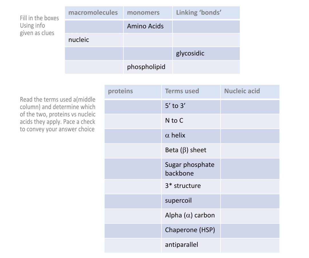 macromolecules
monomers
Linking 'bonds'
Fill in the boxes
Using info
given as clues
Amino Acids
nucleic
glycosidic
phospholipid
proteins
Terms used
Nucleic acid
Read the terms used a(middle
column) and determine which
of the two, proteins vs nucleic
acids they apply. Pace a check
to convey your answer choice
5' to 3'
N to C
a helix
Beta (B) sheet
Sugar phosphate
backbone
3* structure
supercoil
Alpha (a) carbon
Chaperone (HSP)
antiparallel
