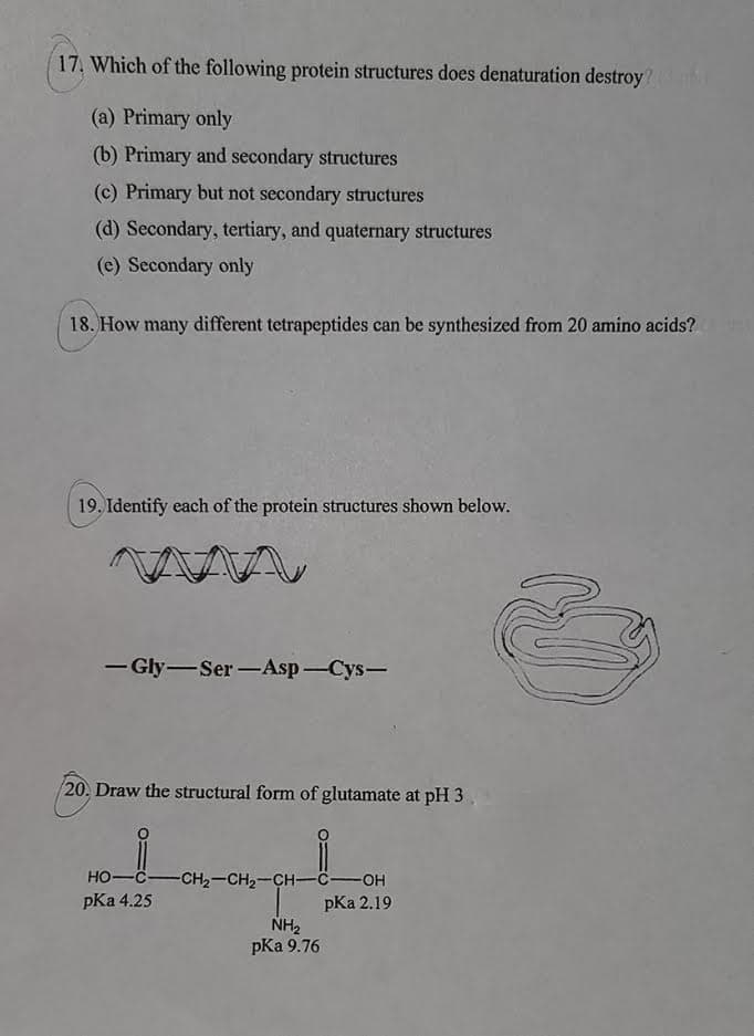 17. Which of the following protein structures does denaturation destroy?
(a) Primary only
(b) Primary and secondary structures
(c) Primary but not secondary structures
(d) Secondary, tertiary, and quaternary structures
(e) Secondary only
18. How many different tetrapeptides can be synthesized from 20 amino acids?
19. Identify each of the protein structures shown below.
- Gly-Ser-Asp-Cys-
-
/20. Draw the structural form of glutamate at pH 3,
HO-C-CH2-CH2-CH-C -OH
pKa 4.25
pКа 2.19
NH2
pКa 9.76
