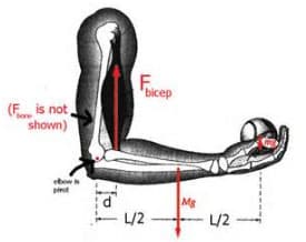 (F is not,
shown)
ebow is
prot
F...
bicep
L/2
Mg
L/2