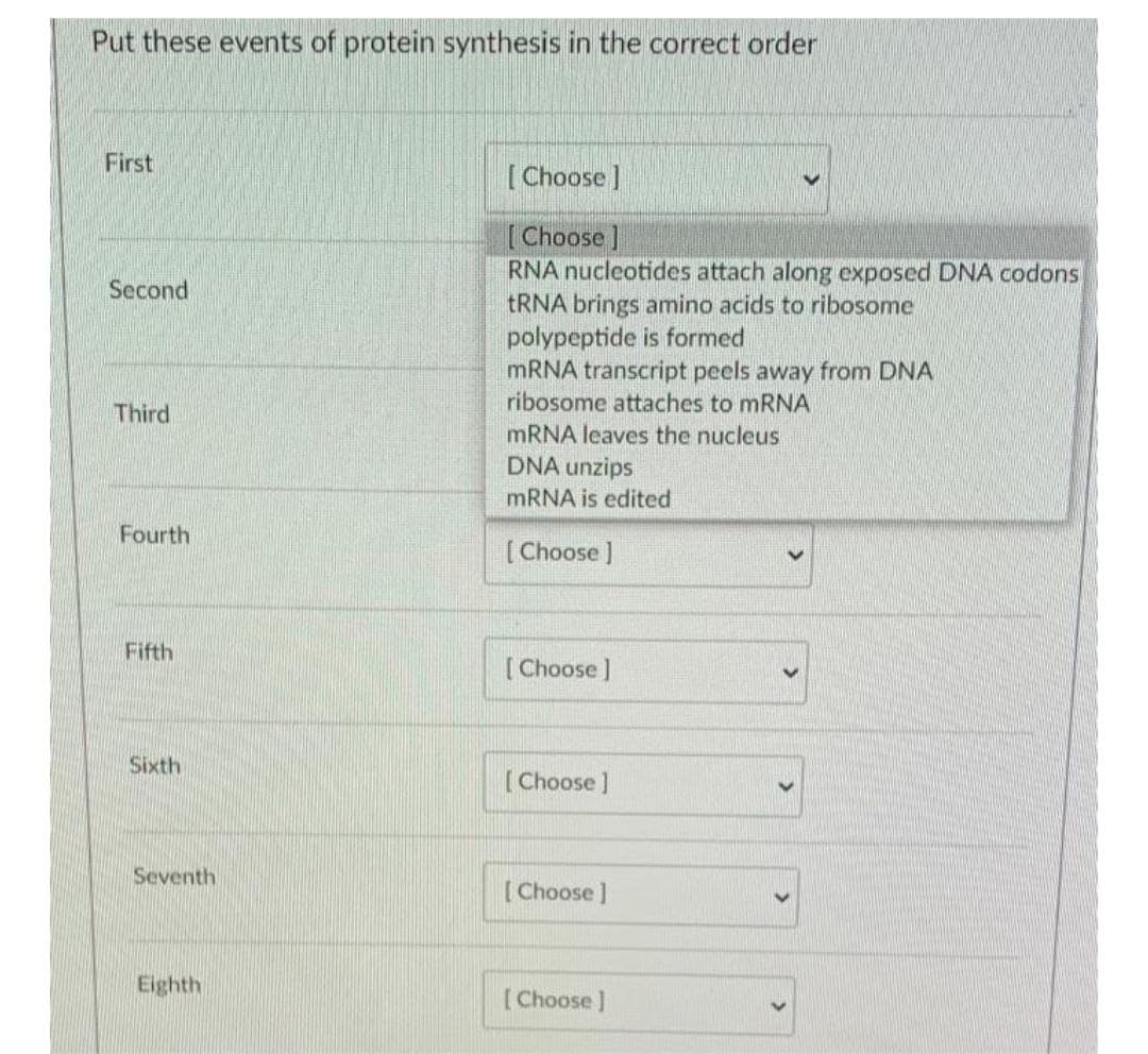 Put these events of protein synthesis in the correct order
First
[ Choose ]
[ Choose ]
RNA nucleotides attach along exposed DNA codons
TRNA brings amino acids to ribosome
polypeptide is formed
MRNA transcript peels away from DNA
ribosome attaches to mRNA
Second
Third
mRNA leaves the nucleus
DNA unzips
MRNA is edited
Fourth
(Choose )
Fifth
[ Choose ]
Sixth
[Choose]
Seventh
[Choose ]
Eighth
[Choose ]
