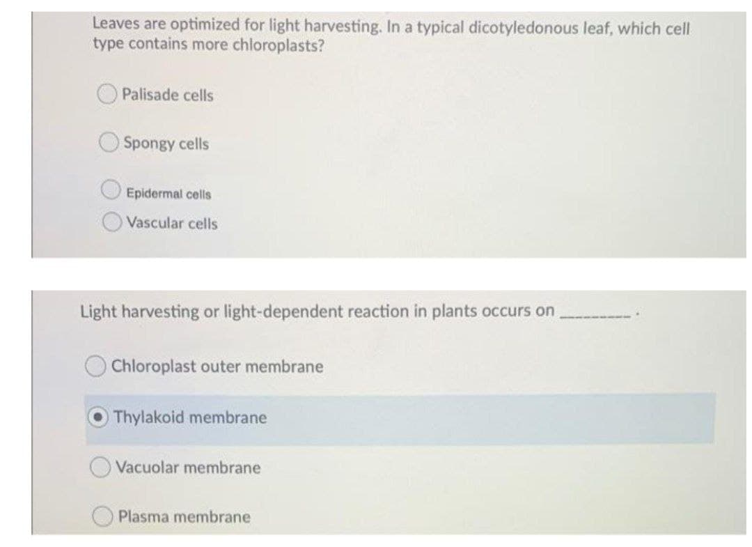 Leaves are optimized for light harvesting. In a typical dicotyledonous leaf, which cell
type contains more chloroplasts?
Palisade cells
Spongy cells
Epidermal cells
Vascular cells
Light harvesting or light-dependent reaction in plants occurs on
Chloroplast outer membrane
Thylakoid membrane
Vacuolar membrane
Plasma membrane
