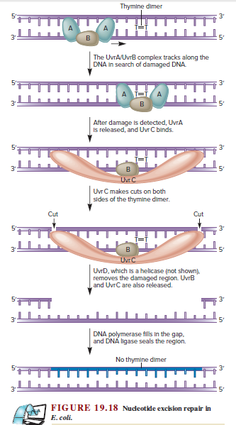 Thymine dimer
5'
3'
3'
The UvrA/UvrB complex tracks along the
DNA In search of damaged DNA.
3'
3'
5'
After damage is detected, UvrA
Is released, and Uvr C binds.
5'
Uvr C
Uvr C makes cuts on both
sides of the thymine dimer.
Cut
Cut
3'
UvrC
UvrD, which is a helicase (not shown).
removes the damaged reglon. UvrB
and UvrCare also released.
5°
3'
டட
3'
5'
DNA polymerase fills in the gap.
and DNA ligase seals the region.
No thymine dimer
5'
3'
5'
FIGURE 19.18 Nudeotide excision repair in
E. coli.
