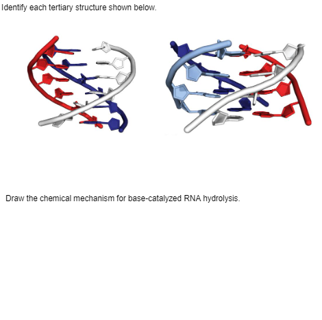 Identify each tertiary structure shown below.
Draw the chemical mechanism for base-catalyzed RNA hydrolysis.
