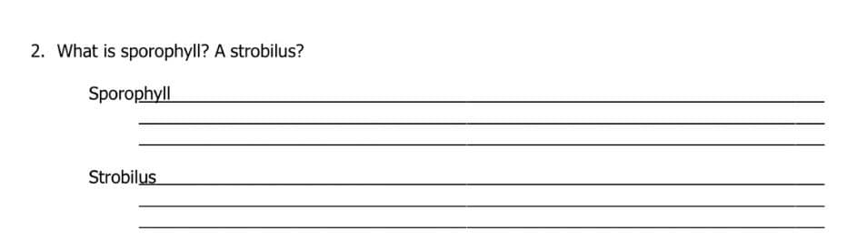 2. What is sporophyll? A strobilus?
Sporophyll
Strobilus
