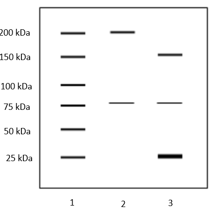 200 kDa
150 kDa
100 kDa
75 kDa
50 kDa
25 kDa
1
2
3
|||
