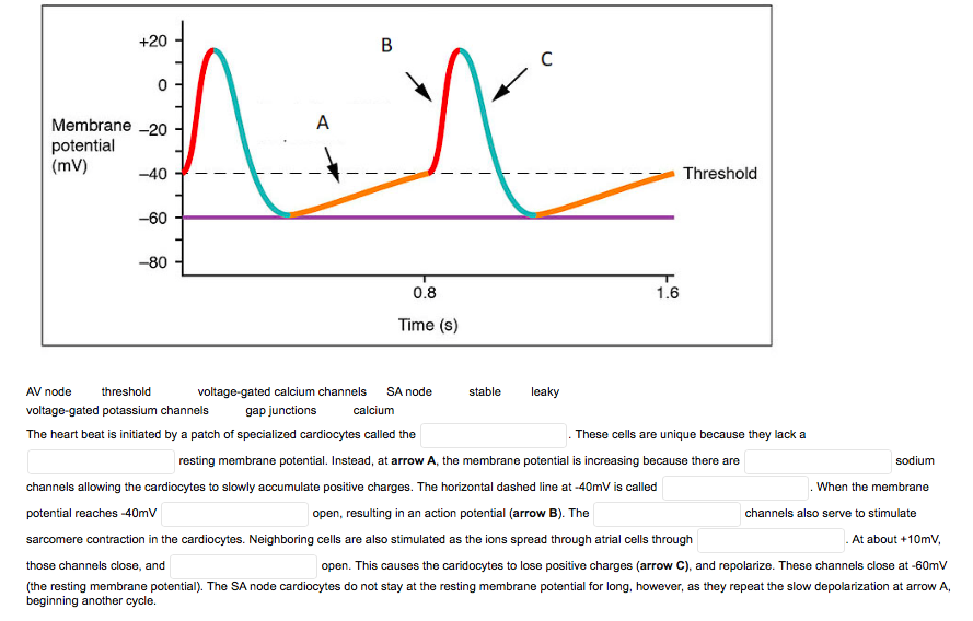 +20
A
Membrane -20
potential
(mV)
-40
Threshold
-60
-80
0.8
1.6
Time (s)
AV node
threshold
voltage-gated calcium channels
SA node
stable
leaky
voltage-gated potassium channels
gap junctions
calcium
The heart beat is initiated by a patch of specialized cardiocytes called the
These cells are unique because they lack a
resting membrane potential. Instead, at arrow A, the membrane potential is increasing because there are
sodium
channels allowing the cardiocytes to slowly accumulate positive charges. The horizontal dashed line at -40mV is called
When the membrane
potential reaches -40mv
open, resulting in an action potential (arrow B). The
channels also serve to stimulate
sarcomere contraction in the cardiocytes. Neighboring cells are also stimulated as the ions spread through atrial cells through
. At about + 10mv,
those channels close, and
open. This causes the caridocytes to lose positive charges (arrow C), and repolarize. These channels close at -60mV
(the resting membrane potential). The SA node cardiocytes do not stay at the resting membrane potential for long, however, as they repeat the slow depolarization at arrow A,
beginning another cycle.
