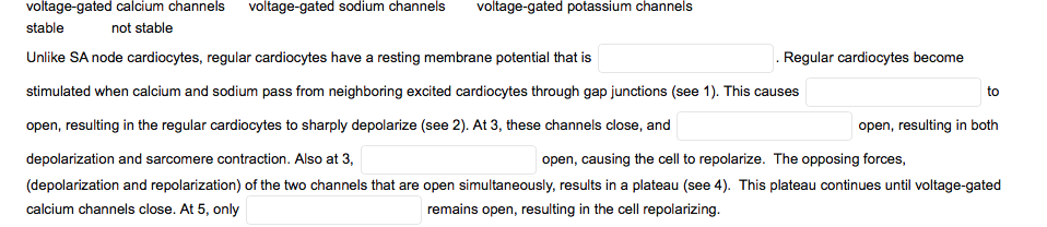 voltage-gated calcium channels
voltage-gated sodium channels
voltage-gated potassium channels
stable
not stable
Unlike SA node cardiocytes, regular cardiocytes have a resting membrane potential that is
Regular cardiocytes become
stimulated when calcium and sodium pass from neighboring excited cardiocytes through gap junctions (see 1). This causes
to
open, resulting in the regular cardiocytes to sharply depolarize (see 2). At 3, these channels close, and
open, resulting in both
depolarization and sarcomere contraction. Also at 3,
open, causing the cell to repolarize. The opposing forces,
(depolarization and repolarization) of the two channels that are open simultaneously, results in a plateau (see 4). This plateau continues until voltage-gated
calcium channels close. At 5, only
remains open, resulting in the cell repolarizing.
